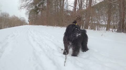 Dog's fun