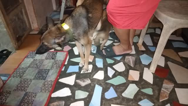 BELGIAN MOM OBEYING COMMAND WHILE PLAYING WITH HER PUPPIES