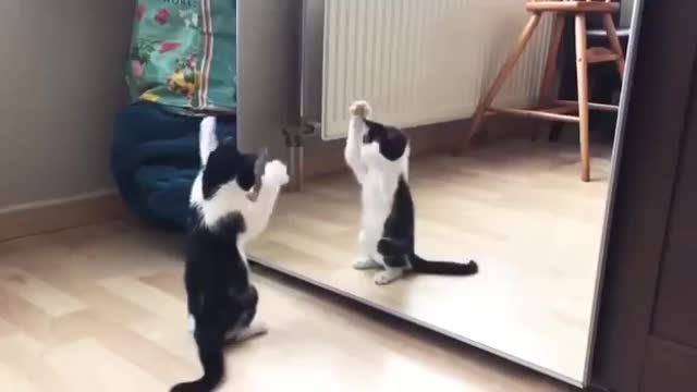 Funny cat fighting with mirror come outside😂😂😂