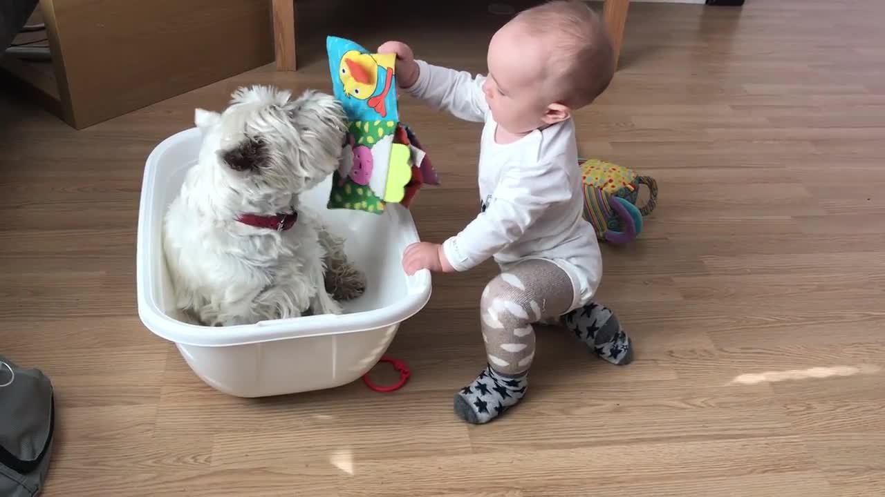 Westie and baby enjoy playtime with each other