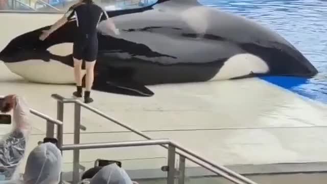 Awesome video of an orca whale