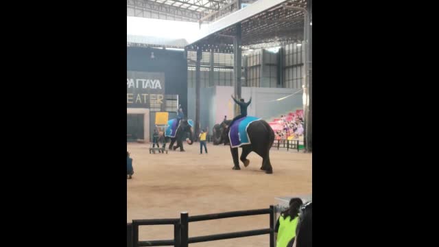 an elephant plays basketball, throws the ball at a distance of 15m?