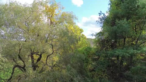 Chimney check & tree avoidance practice