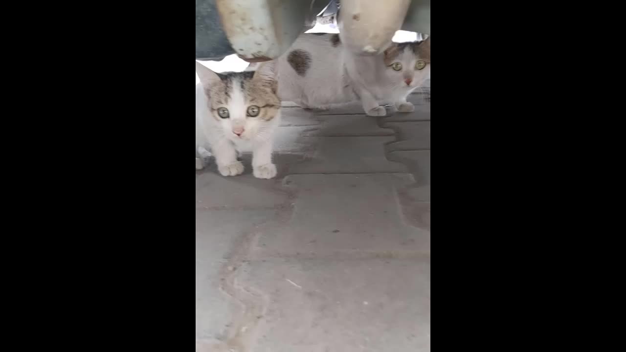 Hungry Cute Homeless Shy Kitten Trying To Find Food From Polythene Bag