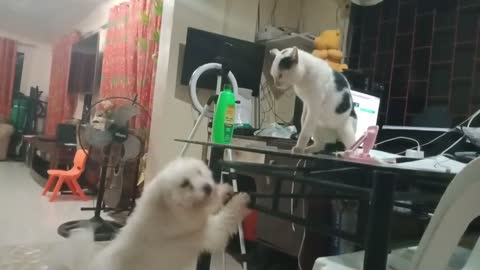 How the cat defends on dog attack.