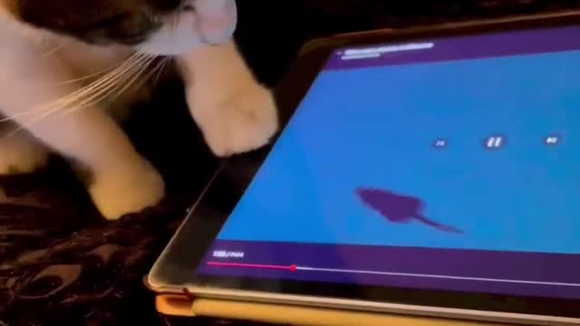Funny animals