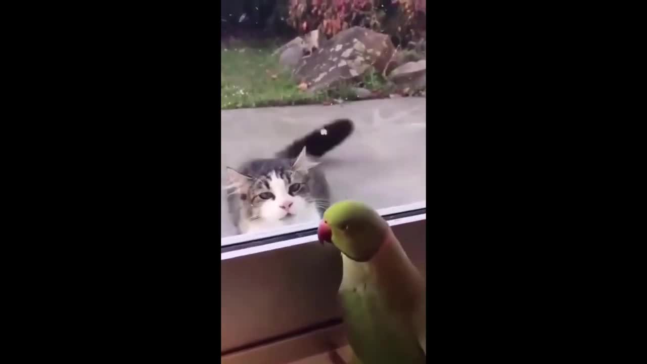 Cute and Funny Cat Videos Compilation | 2022