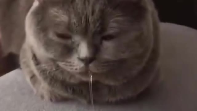CUTE ANIMALS THAT WILL SHOCK YOU 😮
