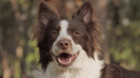 A brown and white dog smiles at the camera