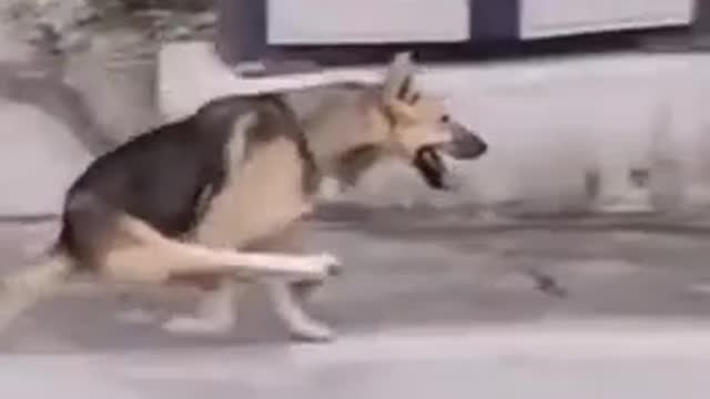 The toughest challenge,I dare you to not laugh,comedy,funny animal