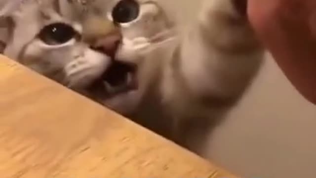 cute cats being cute cats
