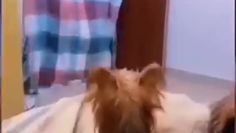 Funny Dogs