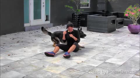 How to training our dogs dogs treanig video funny moments of dogs #shorts