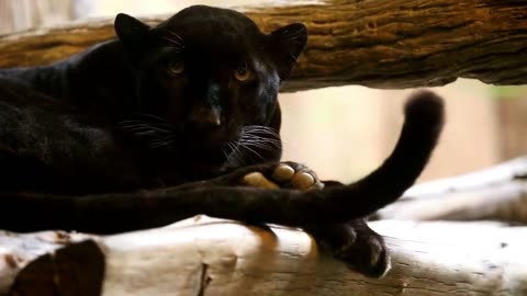 Black Panther