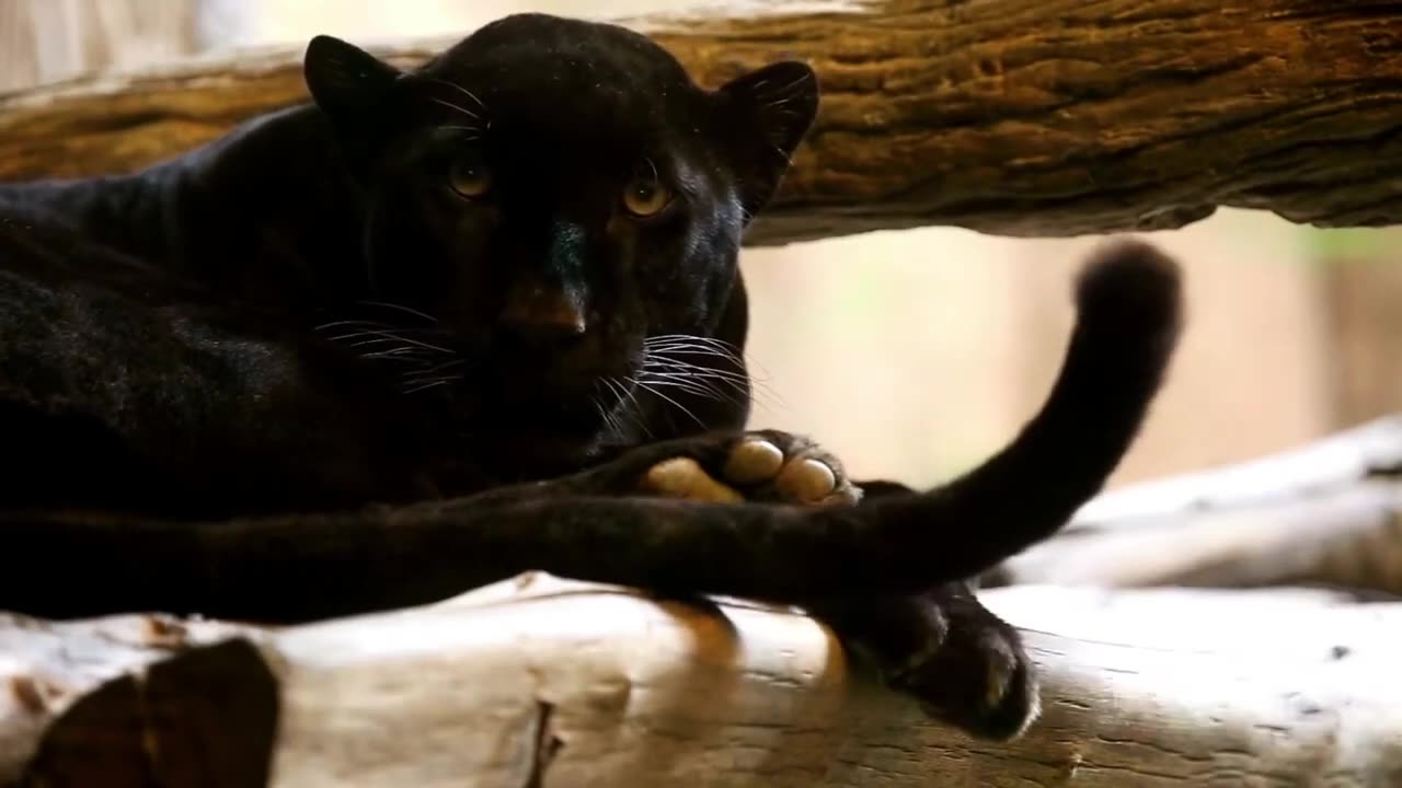 Black Panther