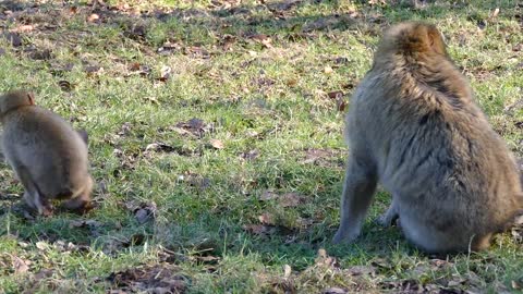 Barbary Macaque Monkey