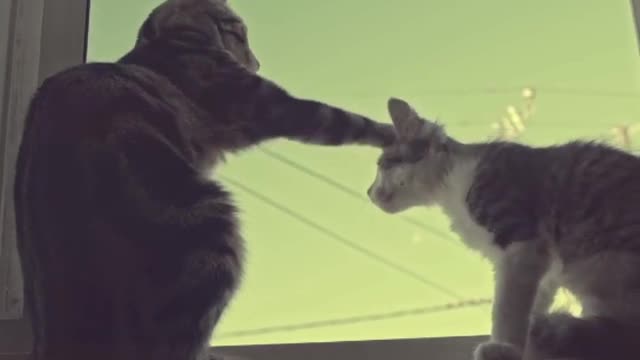 Cute Cats Playing Video | Cat Funny Videos | Cute Animal Funny Videos |