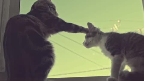 Cute Cats Playing Video | Cat Funny Videos | Cute Animal Funny Videos |