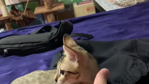 Baby cat is playing on the bed