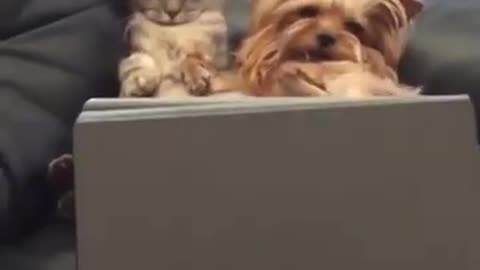 Cat and dog friendship Is Here To Stay