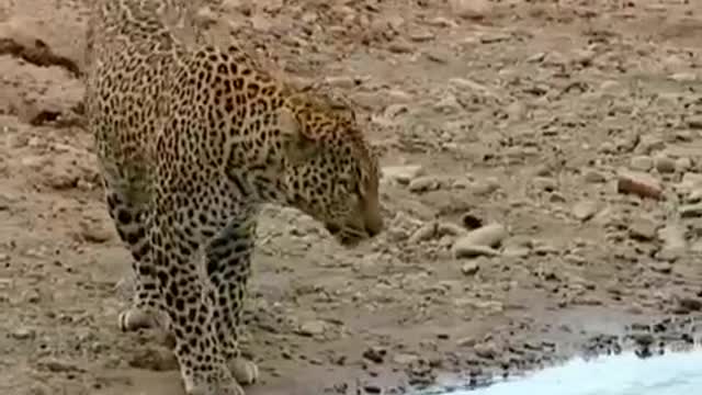 A New Home for the Leopard Cubs | Little Big Cat | BBC Earth