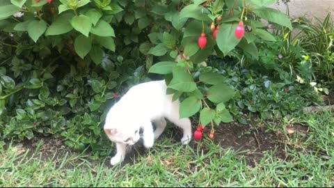 My cat playing with flowers 🌸 #cat