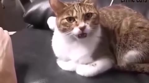 Funny cats