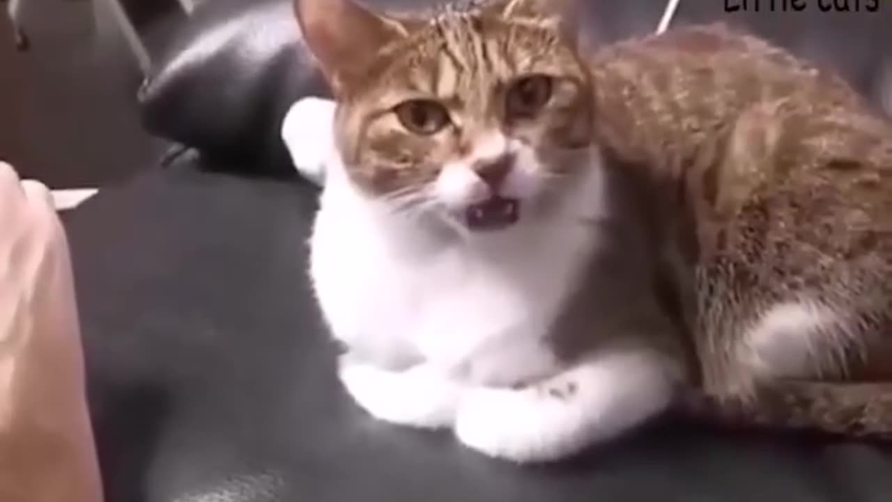 Funny cats