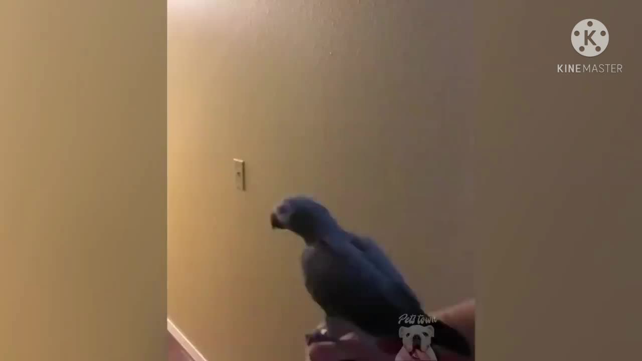 Funny Parrot clips that will make you laugh