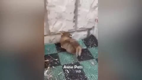 Funniest Animals 2022 😂 Funniest Cats and Dogs 😺🐶