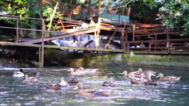 Beautiful duck swimming in the lake