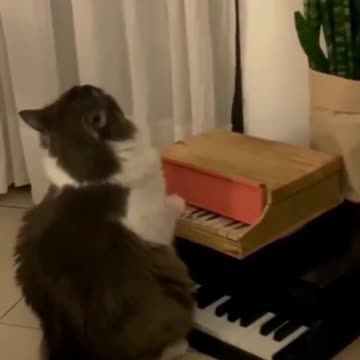 Kitty Piano