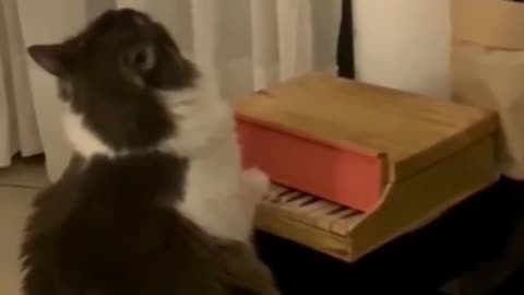 Kitty Piano