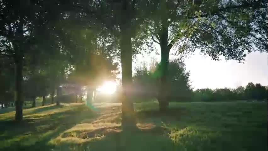 Meadow surrounded by trees on a sunny afternoon