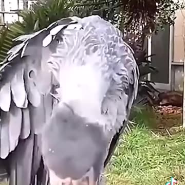 Most non serious bird...2024