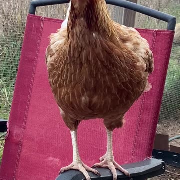 Goodmorning from Martian Mellow