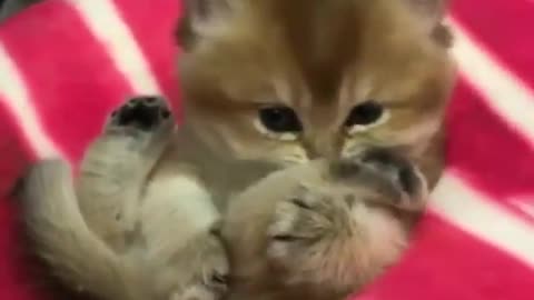 Funny and Cute Cats Videos #128 │ Gadis Sekarwangi