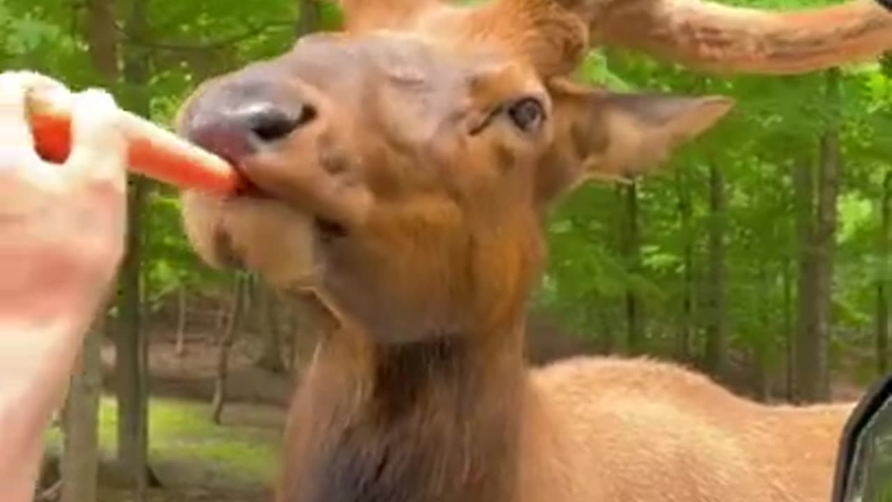 Animal funny video