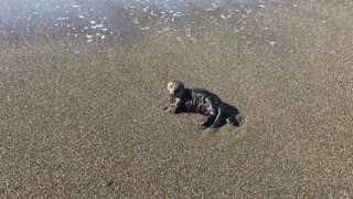 Baby sea otter rescued after getting lost in storm