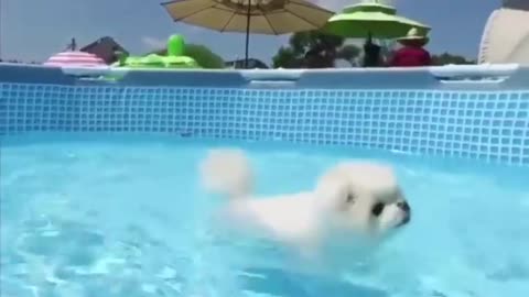 My CUTE 4 week old dog swims for the first time!