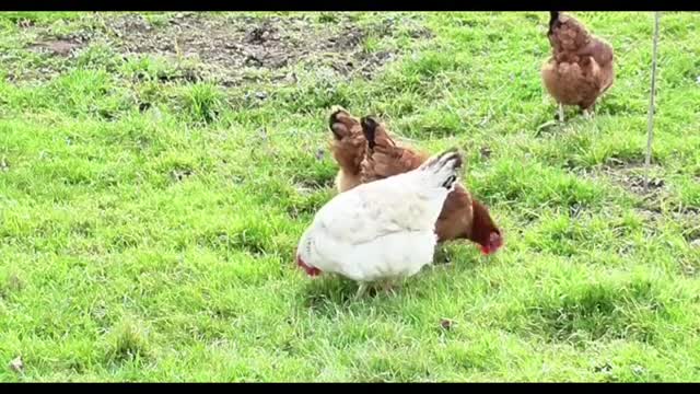 A few lovely little hens are foraging on the green grassland