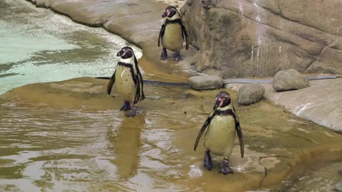 penguins at the zoo