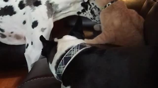 Orange cat plays with dalmatian on leather couch