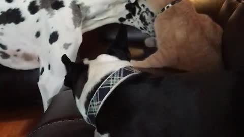 Orange cat plays with dalmatian on leather couch