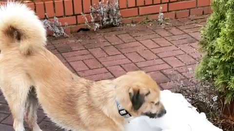 Funny dog ​​feeding on the snow!!!!!