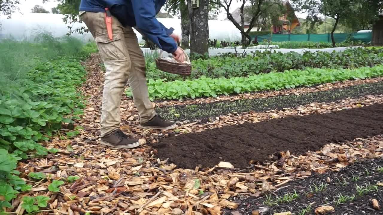 How to Plant Garlic From Start to Finish