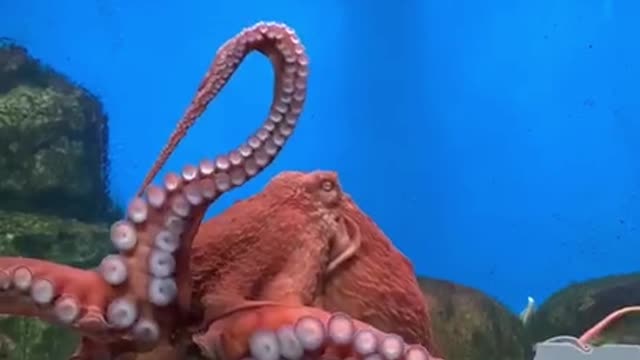 Huge octopus