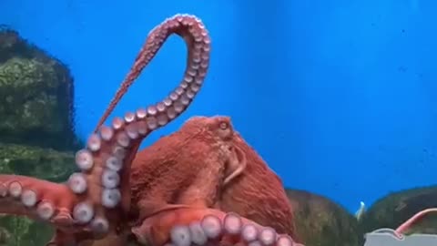 Huge octopus