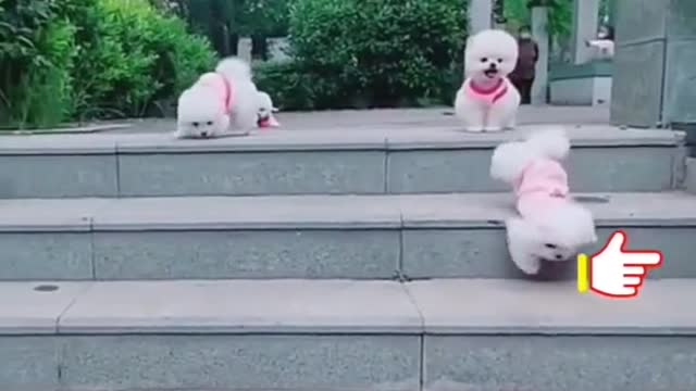 Funny tiktok videos and dog funny videos