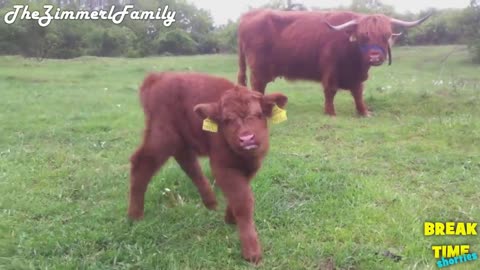 Adorable and Fluffy Highland Calves - Cute Baby Cattles Compilation